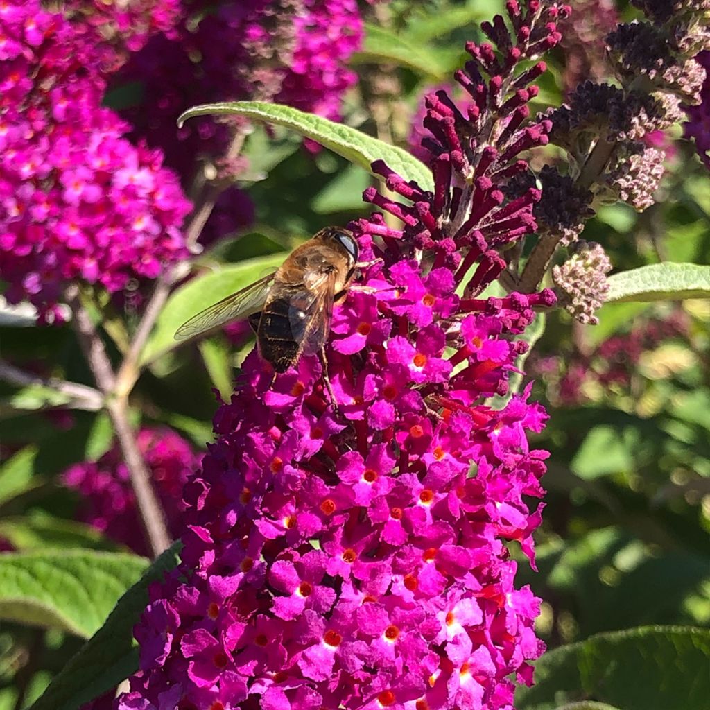 Buddleia Royal Red - Arbre aux papillons rouge