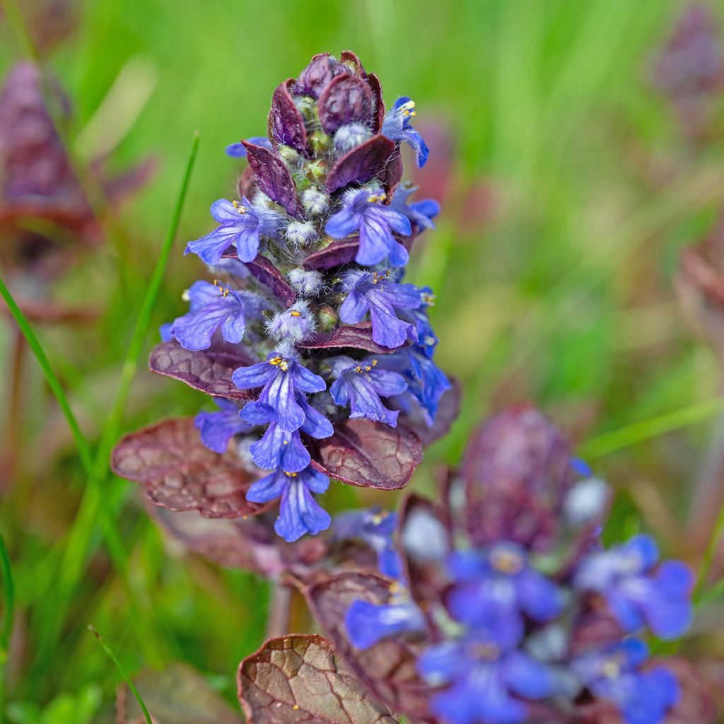 Ajuga reptans Atropurpurea - Kriechender Günsel