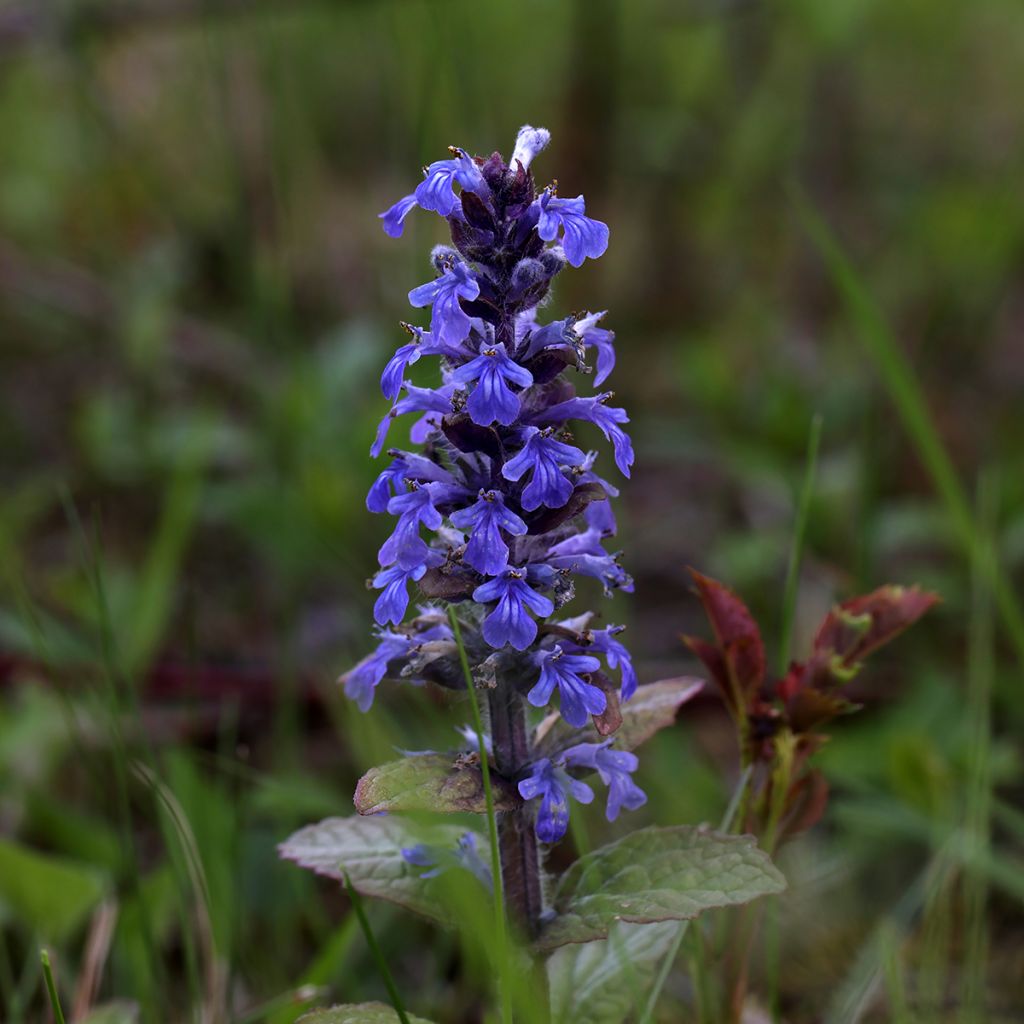 Ajuga reptans Atropurpurea - Kriechender Günsel