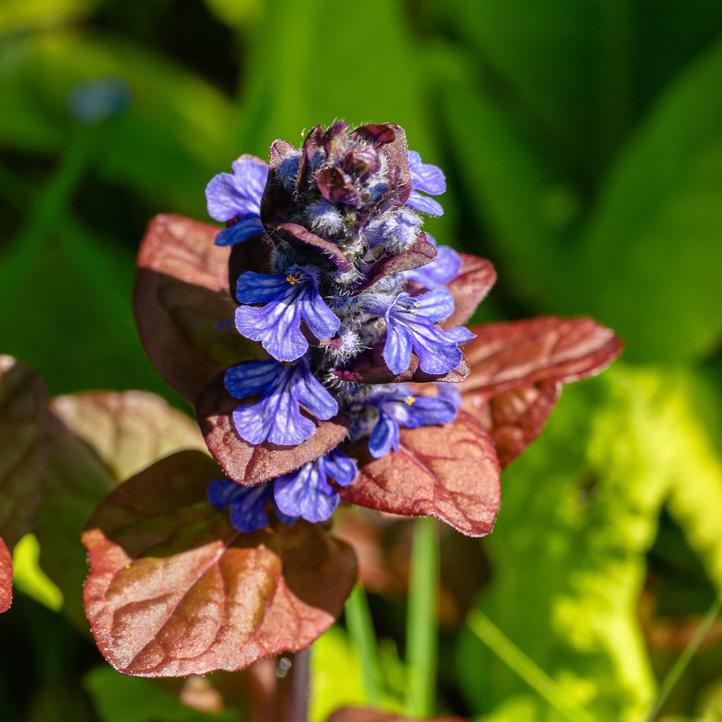 Ajuga reptans Atropurpurea - Kriechender Günsel