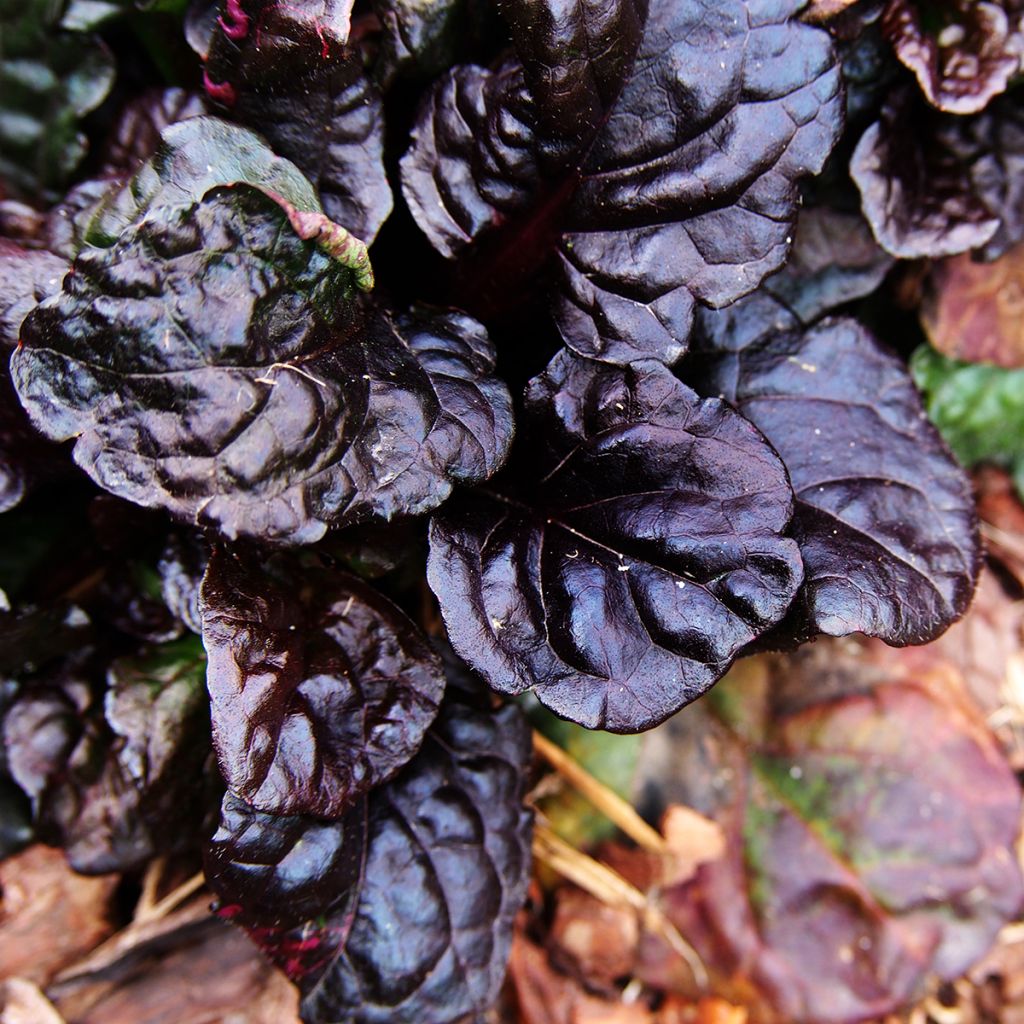 Ajuga reptans Black Scallop - Kriechender Günsel