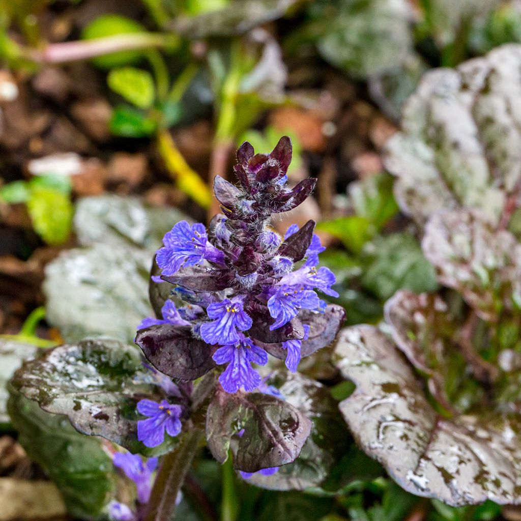 Ajuga reptans Black Scallop - Kriechender Günsel