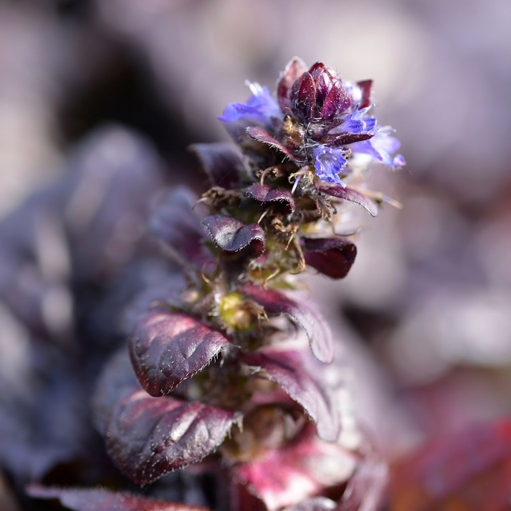 Ajuga reptans Braunherz - Kriechender Günsel