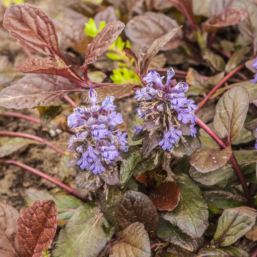 Ajuga reptans Braunherz - Kriechender Günsel