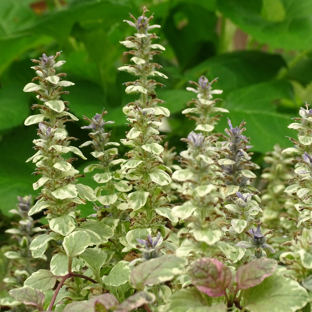 Bugle rampante - Ajuga reptans Burgundy Glow