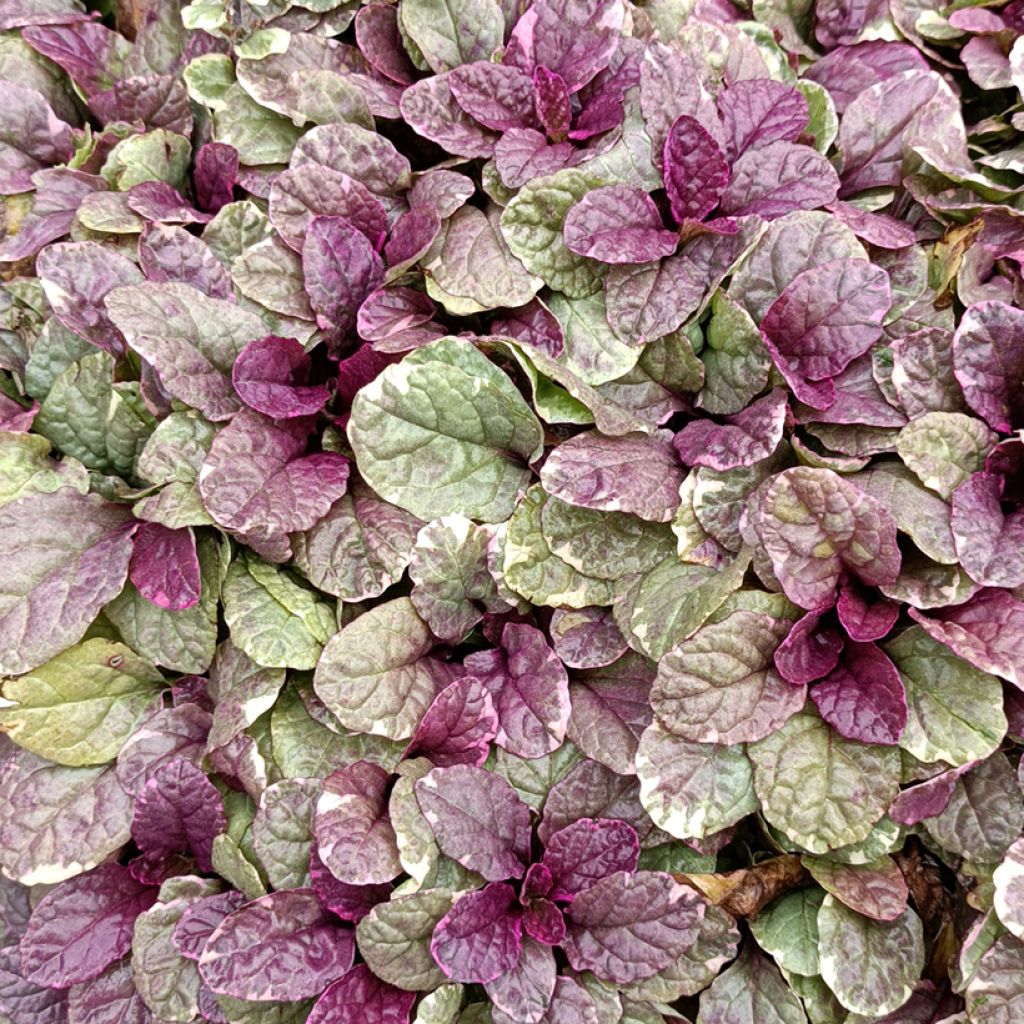 Bugle rampante - Ajuga reptans Burgundy Glow