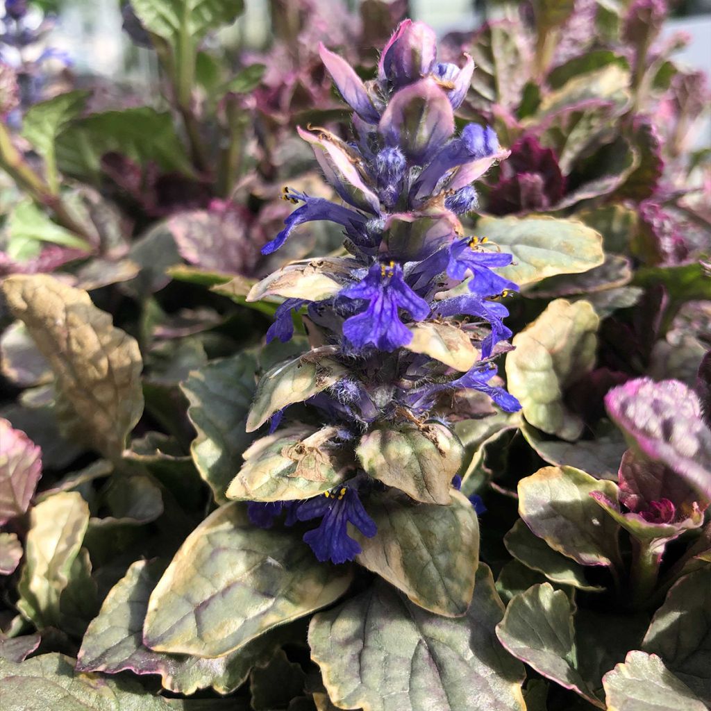 Bugle rampante - Ajuga reptans Burgundy Glow