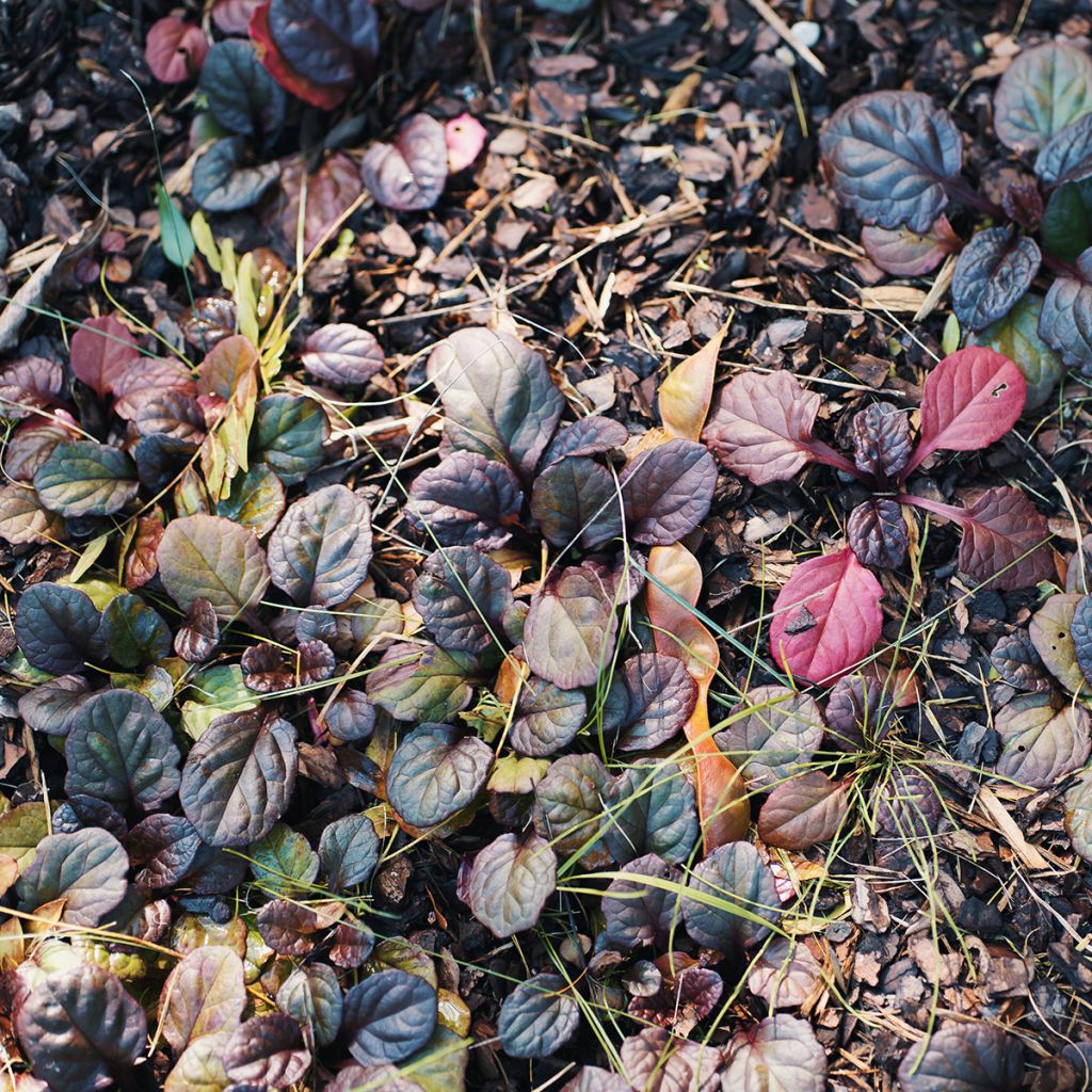 Ajuga reptans Catlin's Giant - Kriechender Günsel