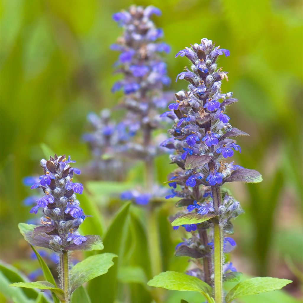 Ajuga reptans Delight - Kriechender Günsel