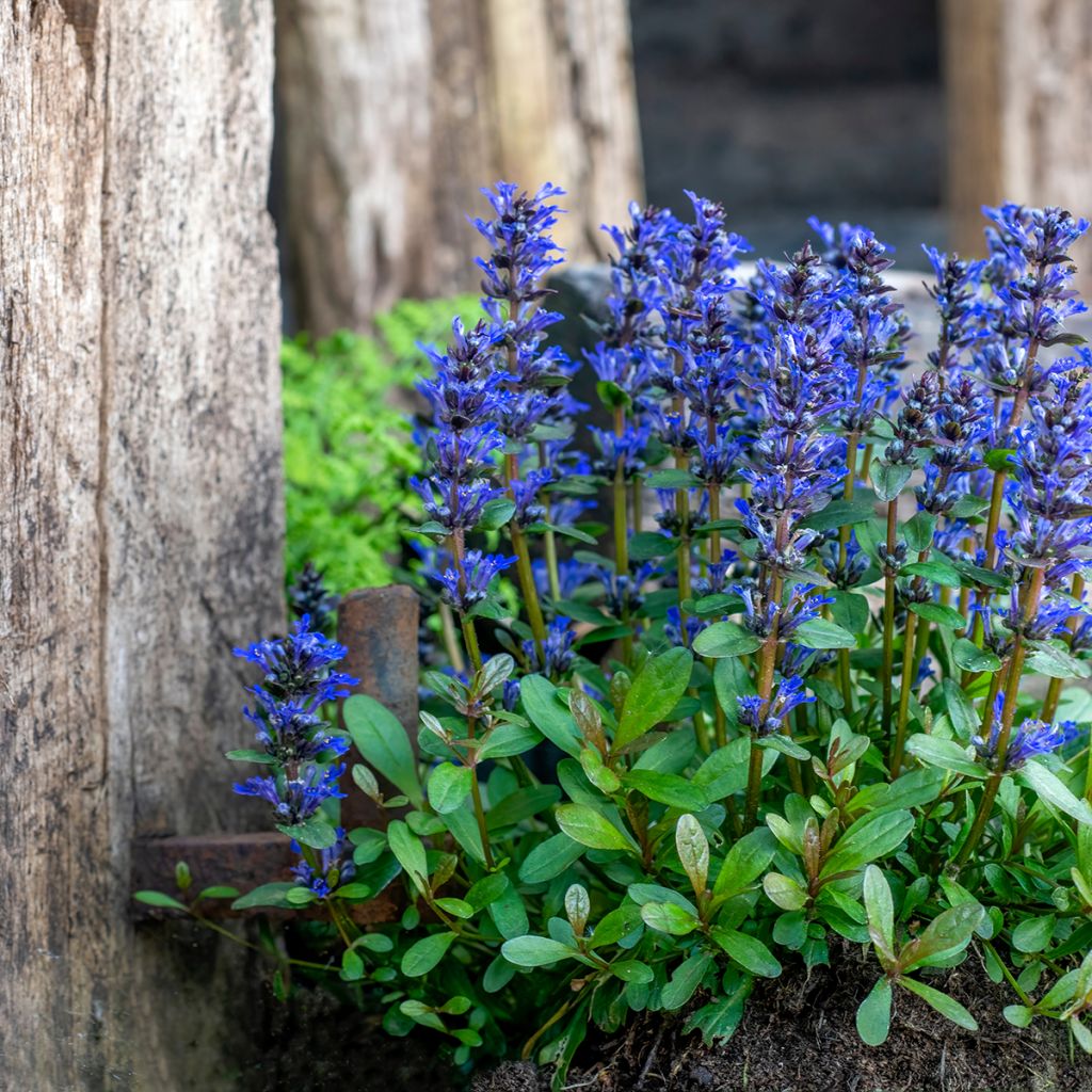 Ajuga reptans - Kriechender Günsel