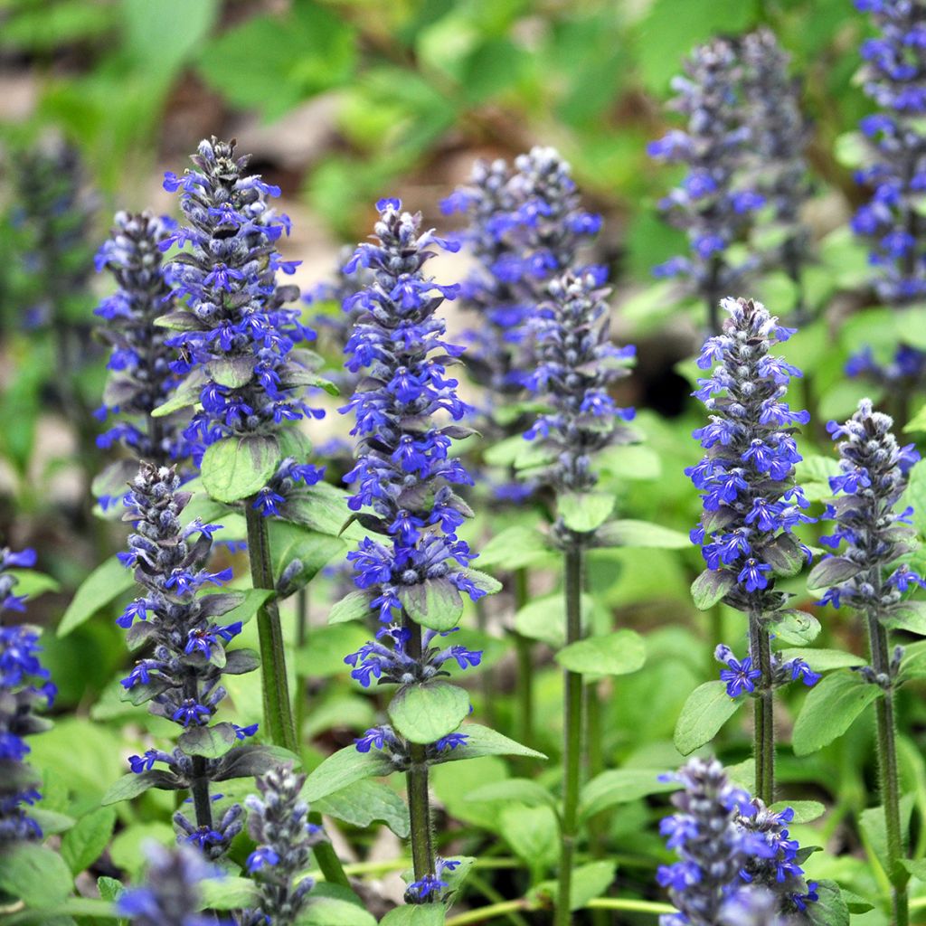 Ajuga reptans - Kriechender Günsel