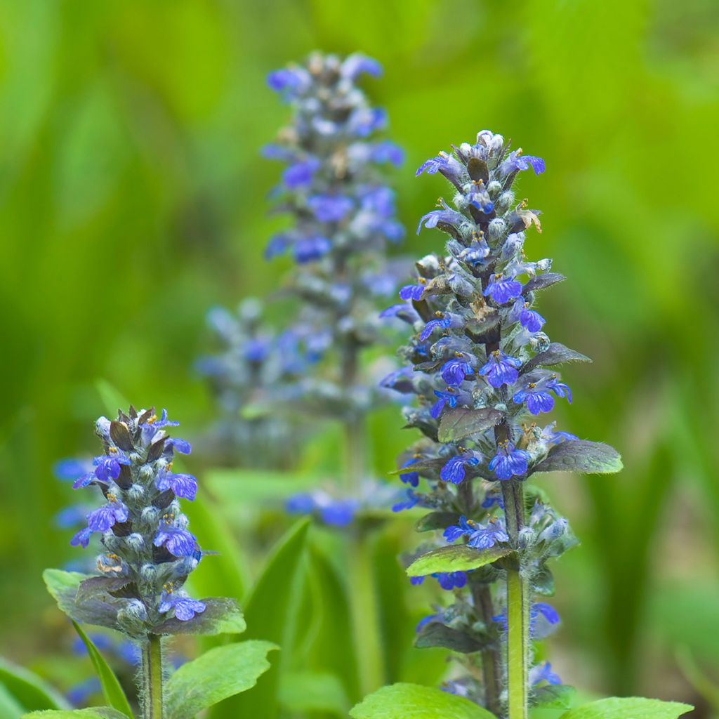 Ajuga reptans - Kriechender Günsel