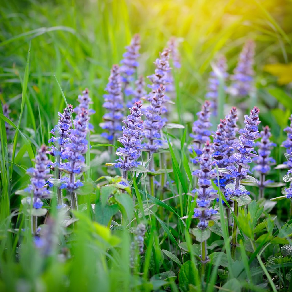 Ajuga reptans - Kriechender Günsel