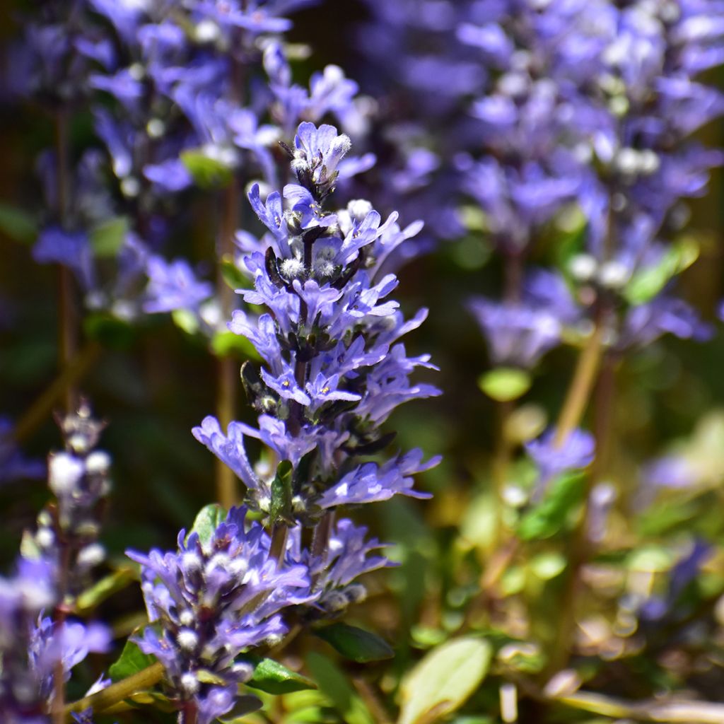 Ajuga Chocolate Chip - Kriechender Günsel