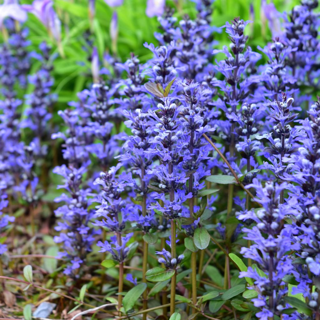 Ajuga Chocolate Chip - Kriechender Günsel