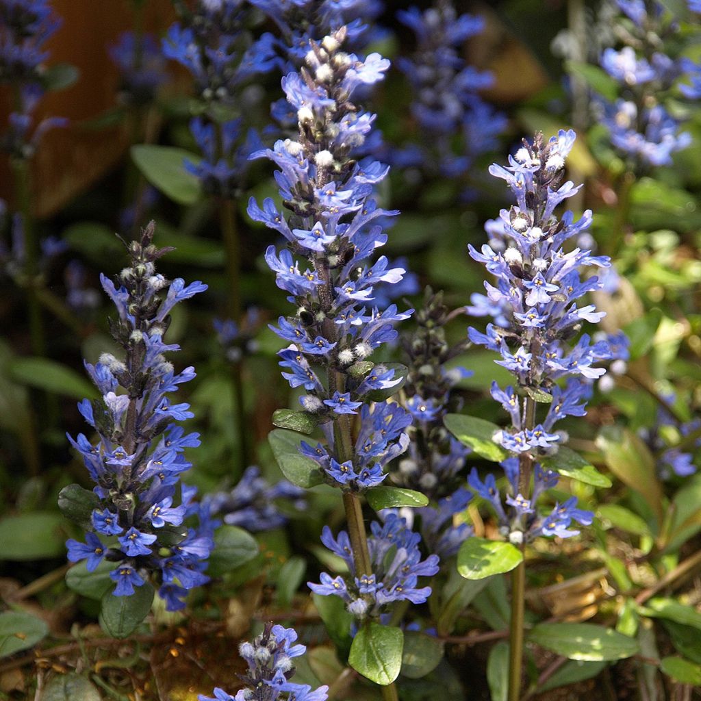 Ajuga Chocolate Chip - Kriechender Günsel