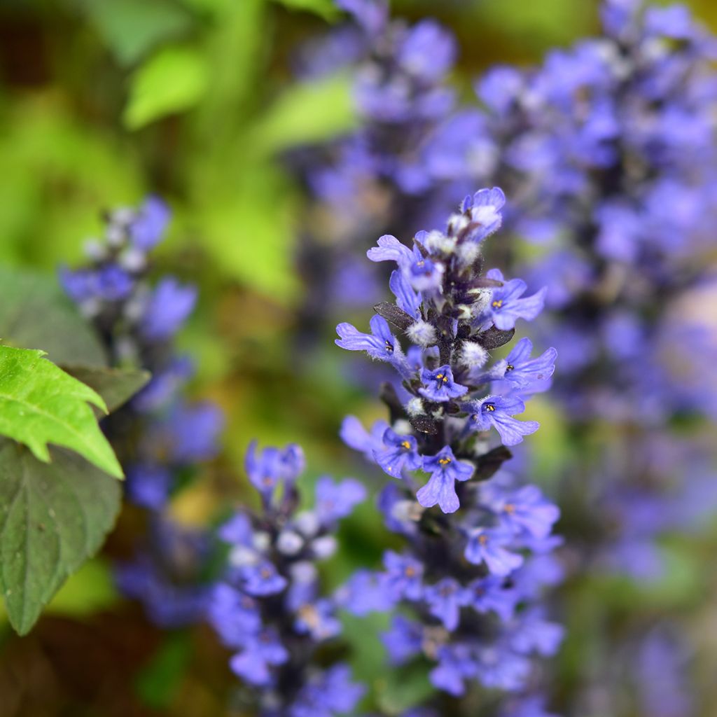 Ajuga Chocolate Chip - Kriechender Günsel