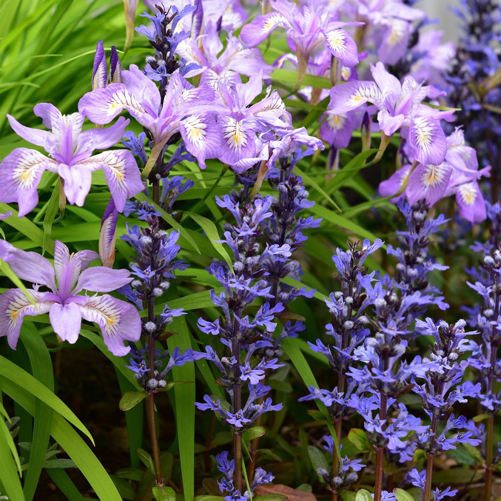 Ajuga Chocolate Chip - Kriechender Günsel