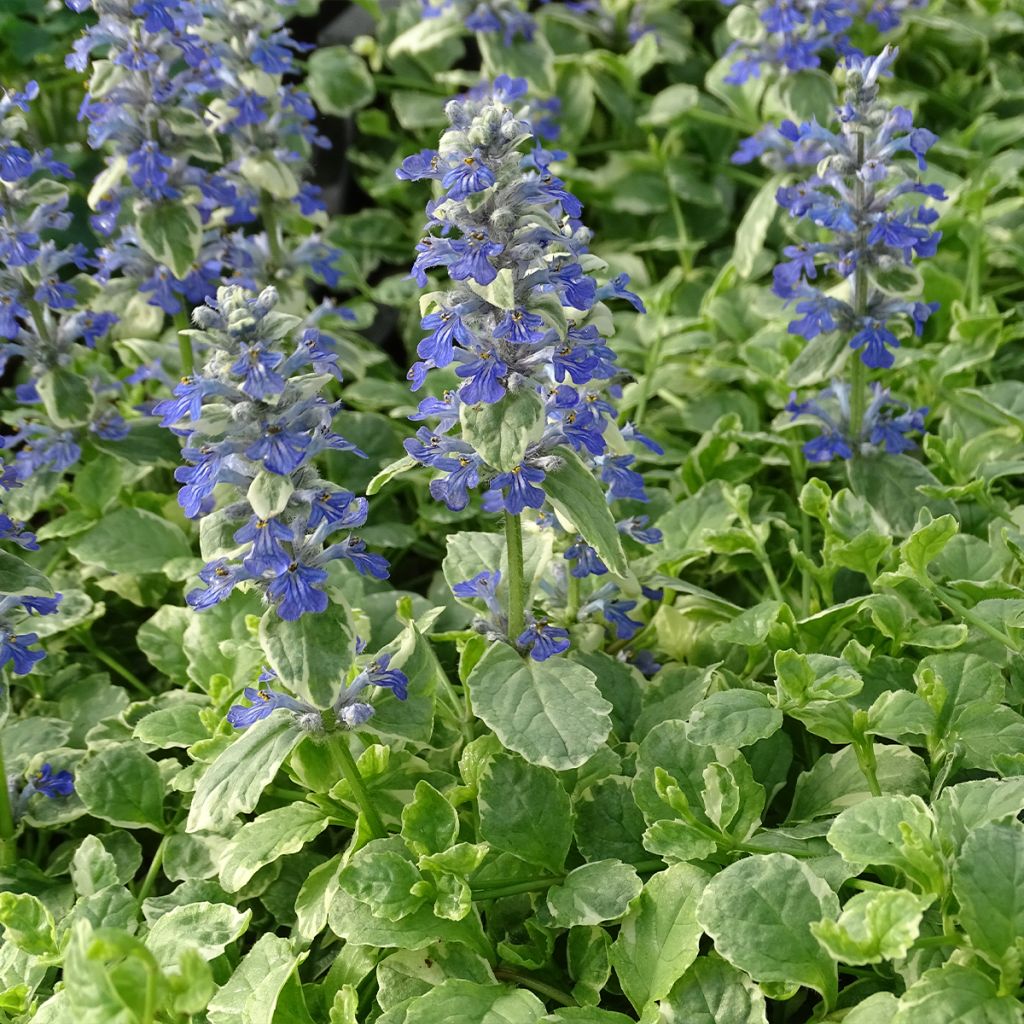 Ajuga reptans Variegata - Kriechender Günsel