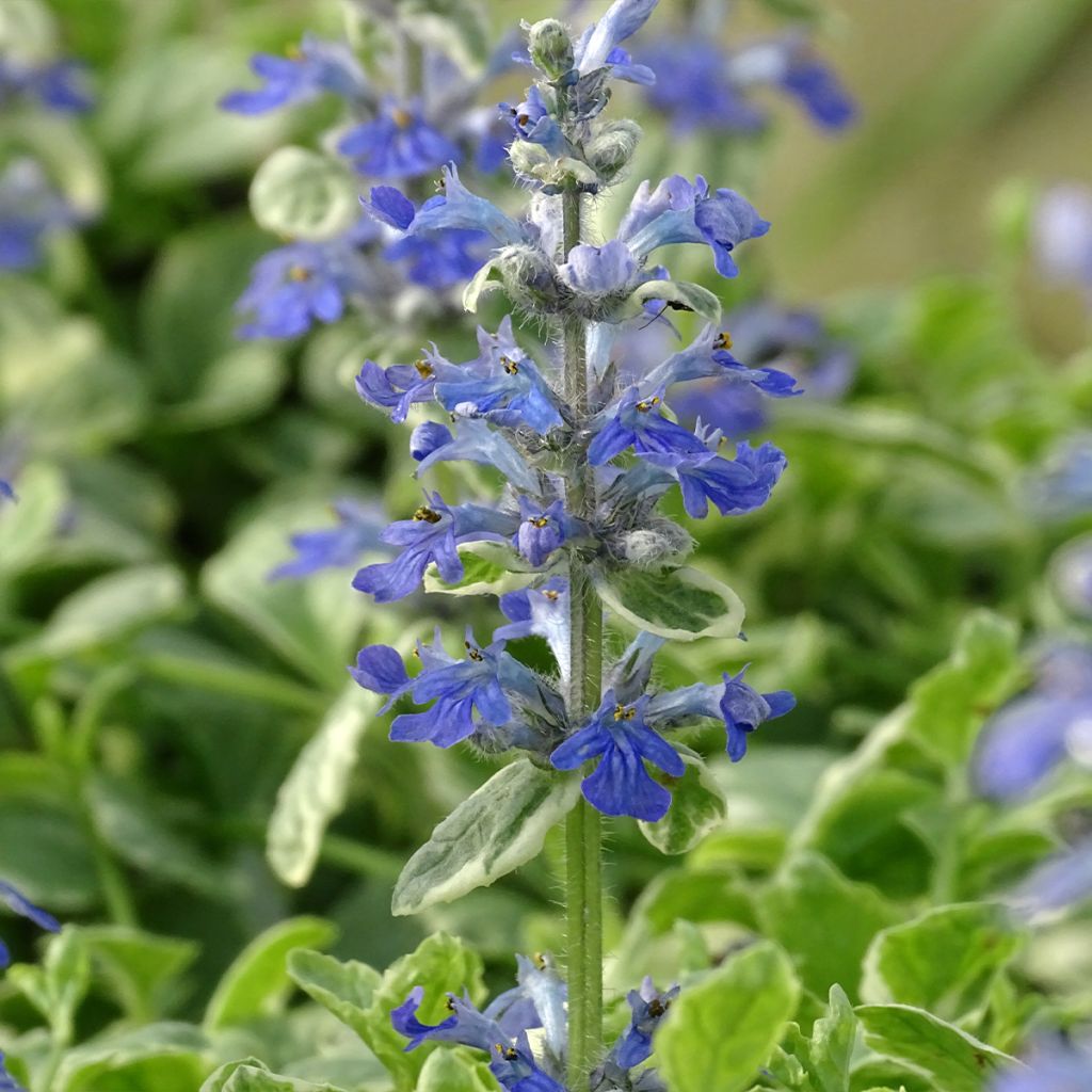 Ajuga reptans Variegata - Kriechender Günsel