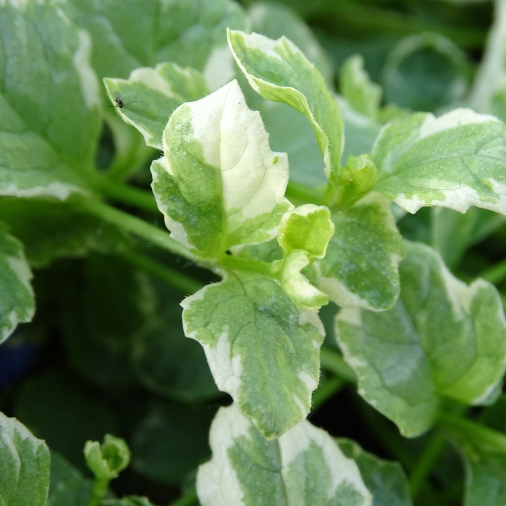 Ajuga reptans Variegata - Kriechender Günsel