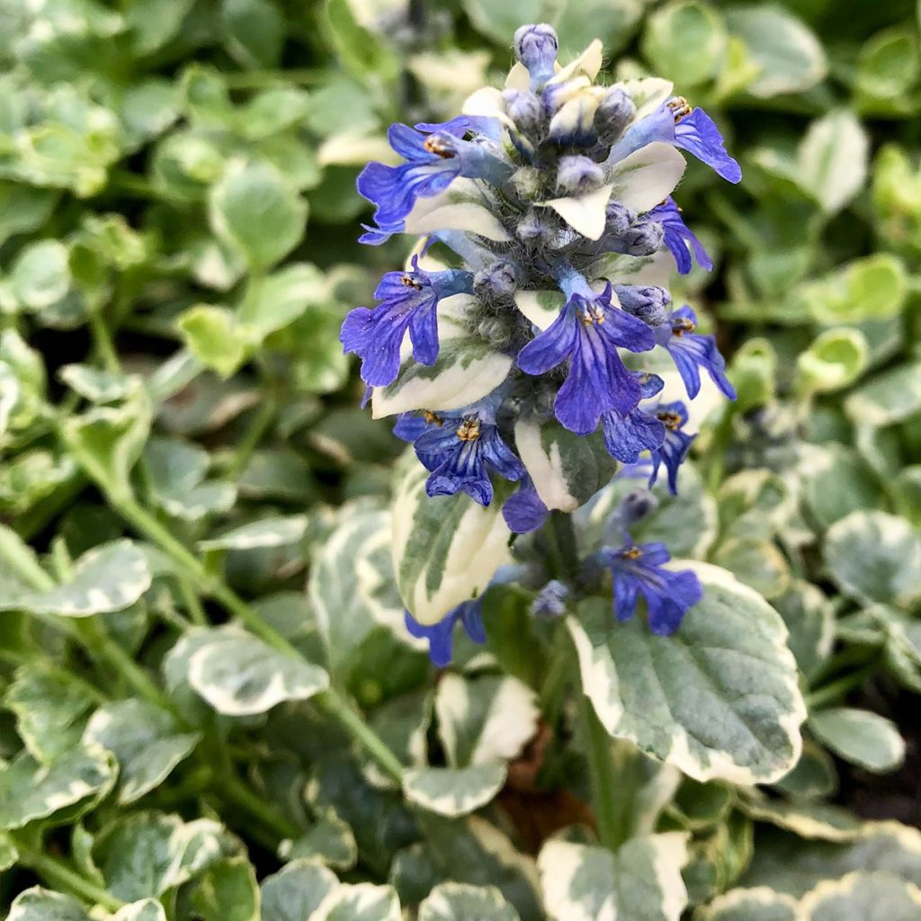 Ajuga reptans Variegata - Kriechender Günsel