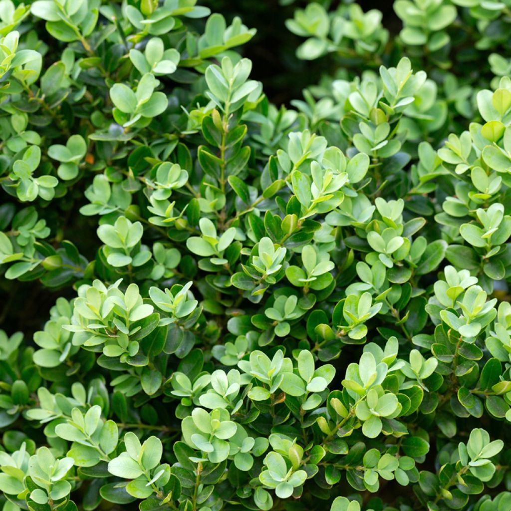 Buxus microphylla Faulkner - Kleinblättriger Buchsbaum