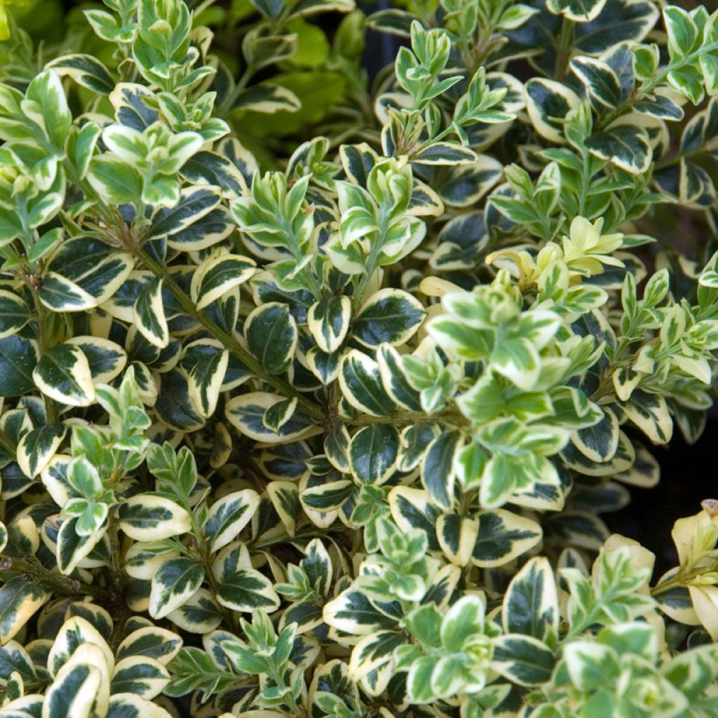 Buxus sempervirens Elegans - Buschbaum