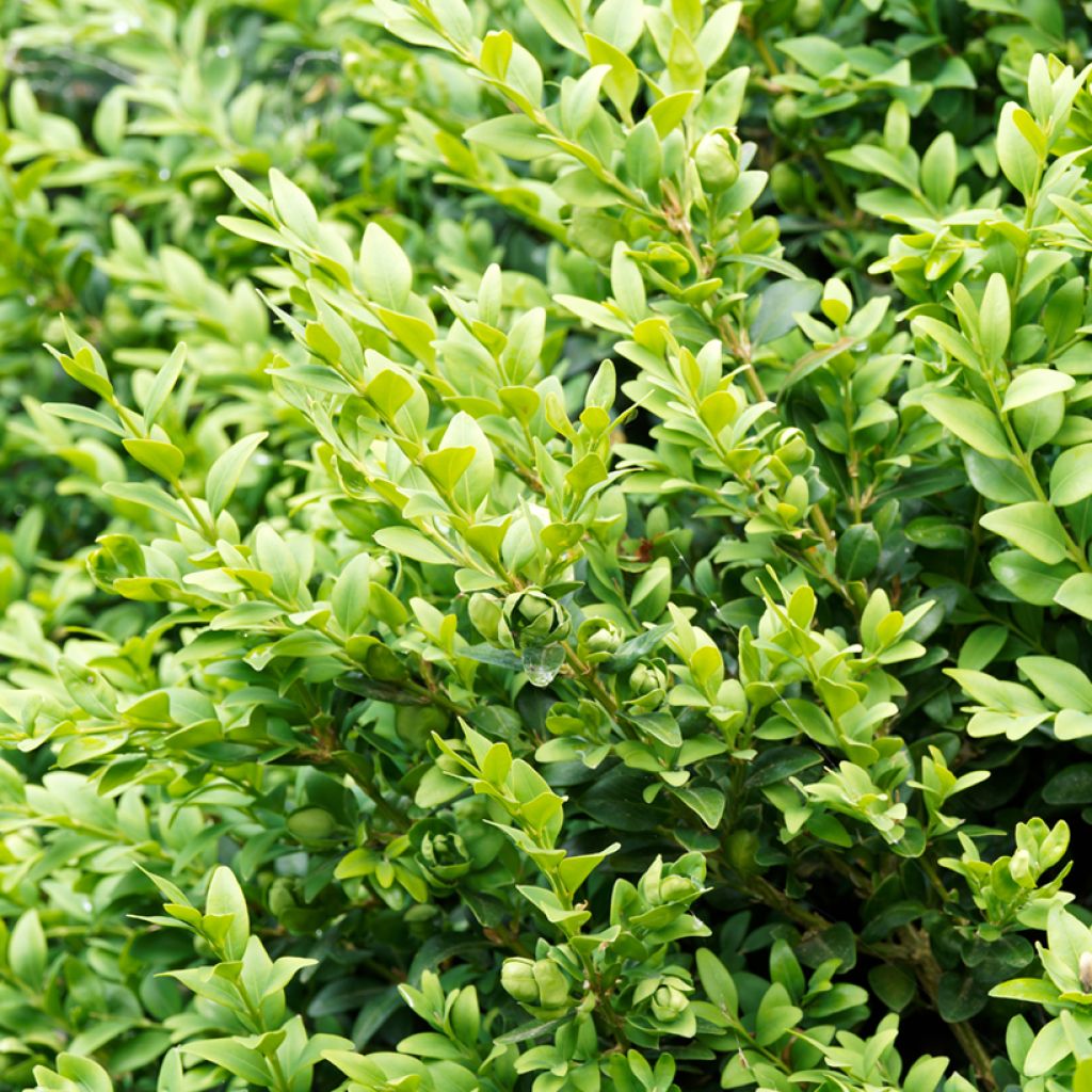 Buxus sempervirens Suffruticosa - Buschbaum