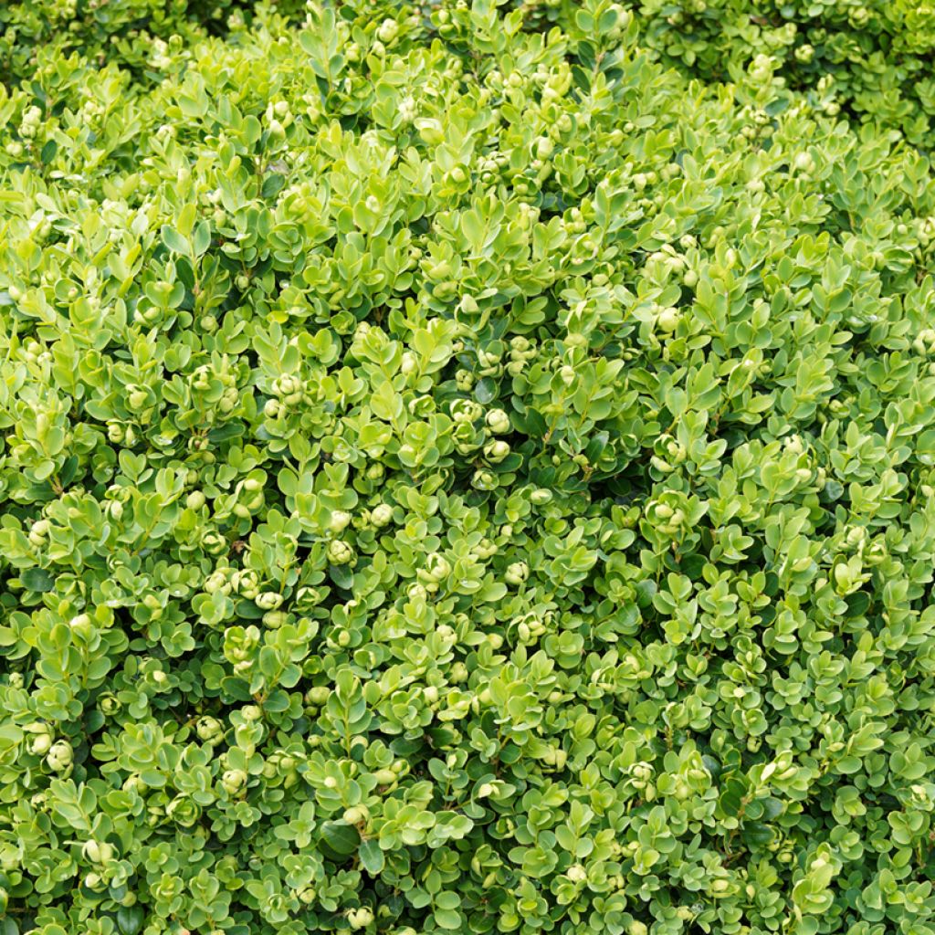 Buxus sempervirens Suffruticosa - Buschbaum