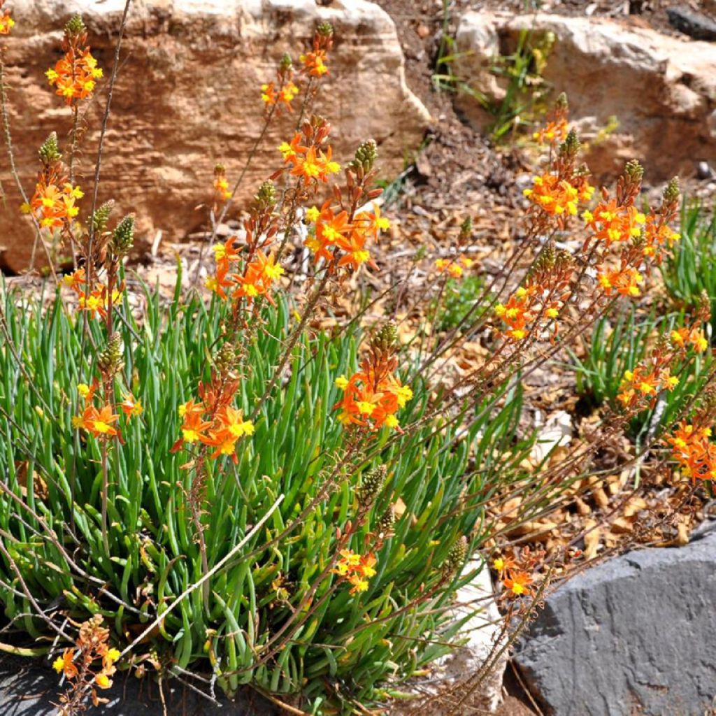 Bulbine frutescens Avera Sunset Orange - Katzenschwanzpflanze