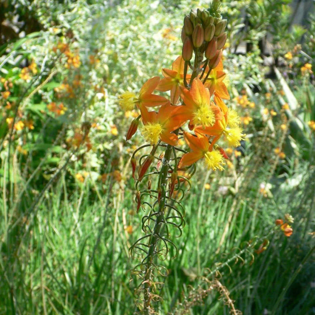 Bulbine frutescens Avera Sunset Orange - Katzenschwanzpflanze