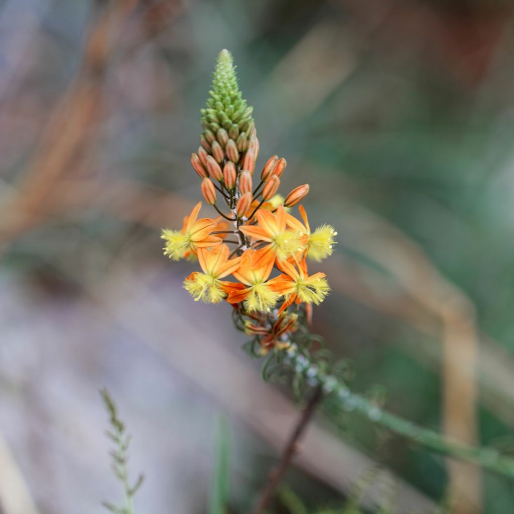 Bulbine frutescens - Katzenschwanzpflanze