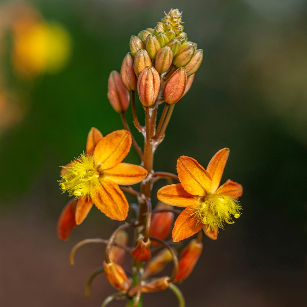 Bulbine frutescens - Katzenschwanzpflanze