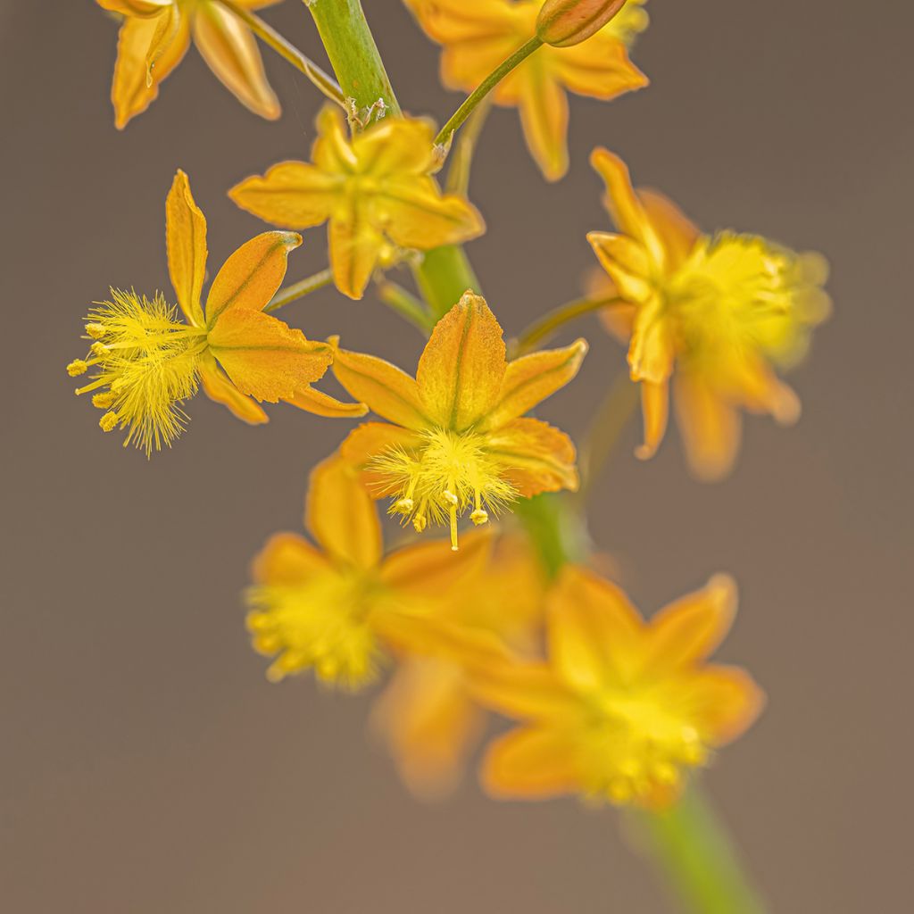 Bulbine frutescens - Katzenschwanzpflanze