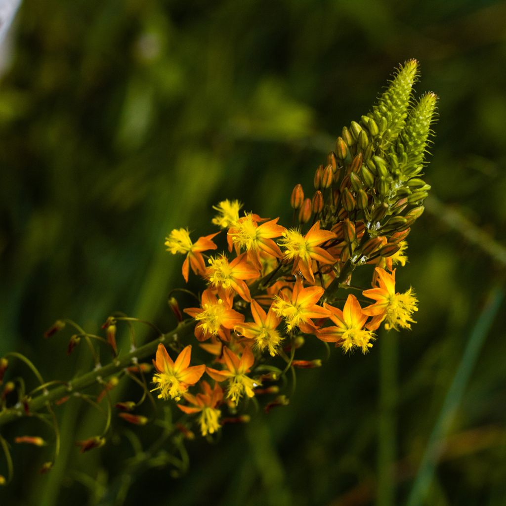 Bulbine frutescens - Katzenschwanzpflanze