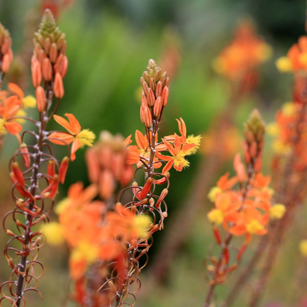 Bulbine frutescens Hallmarck - Katzenschwanzpflanze