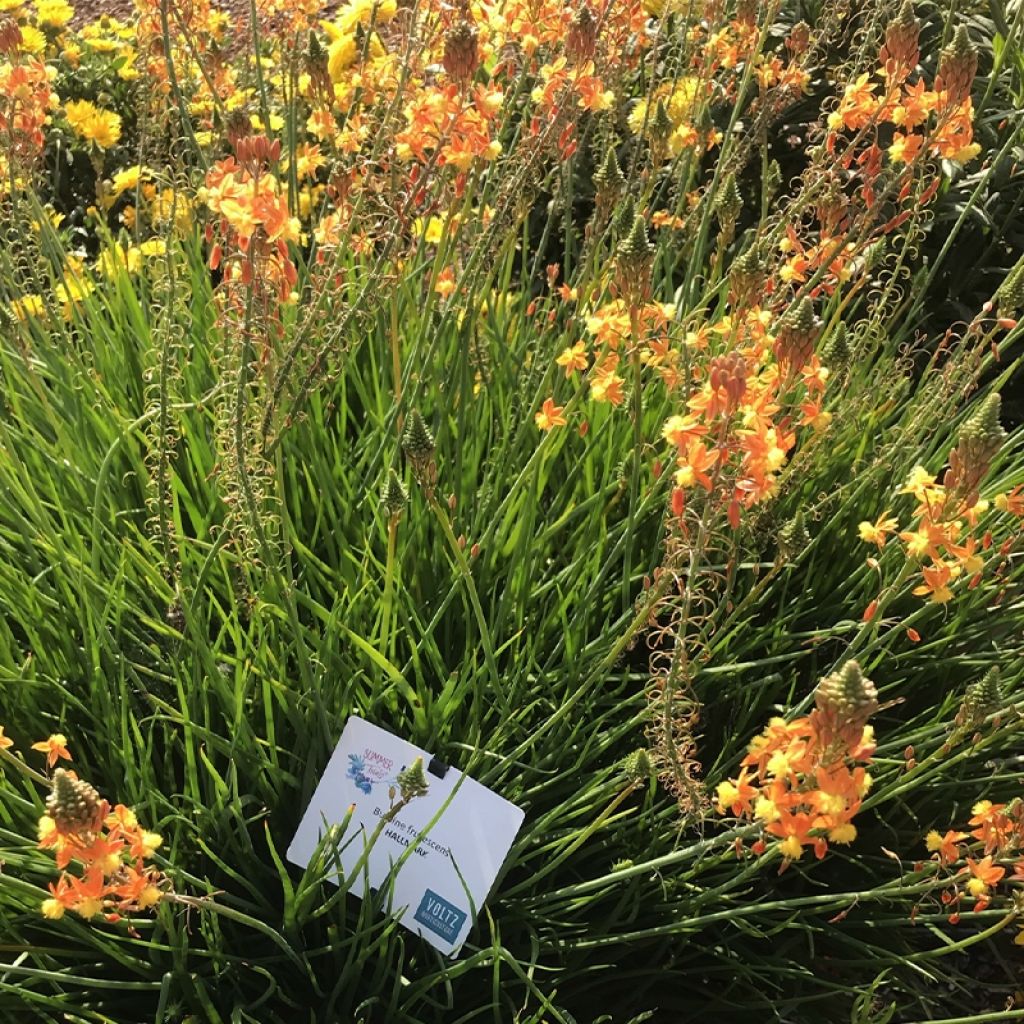 Bulbine frutescens Hallmarck - Katzenschwanzpflanze