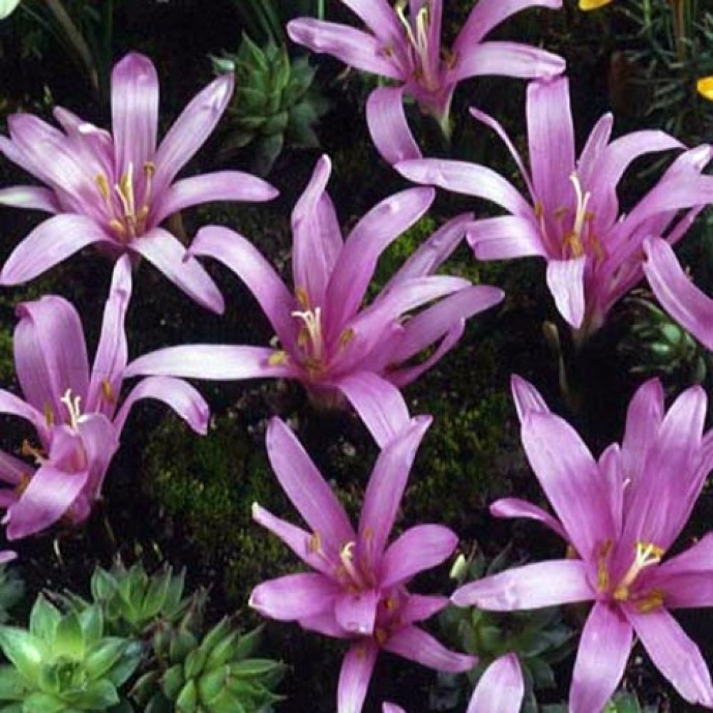 Bulbocodium vernum - Frühlings-Lichtblume