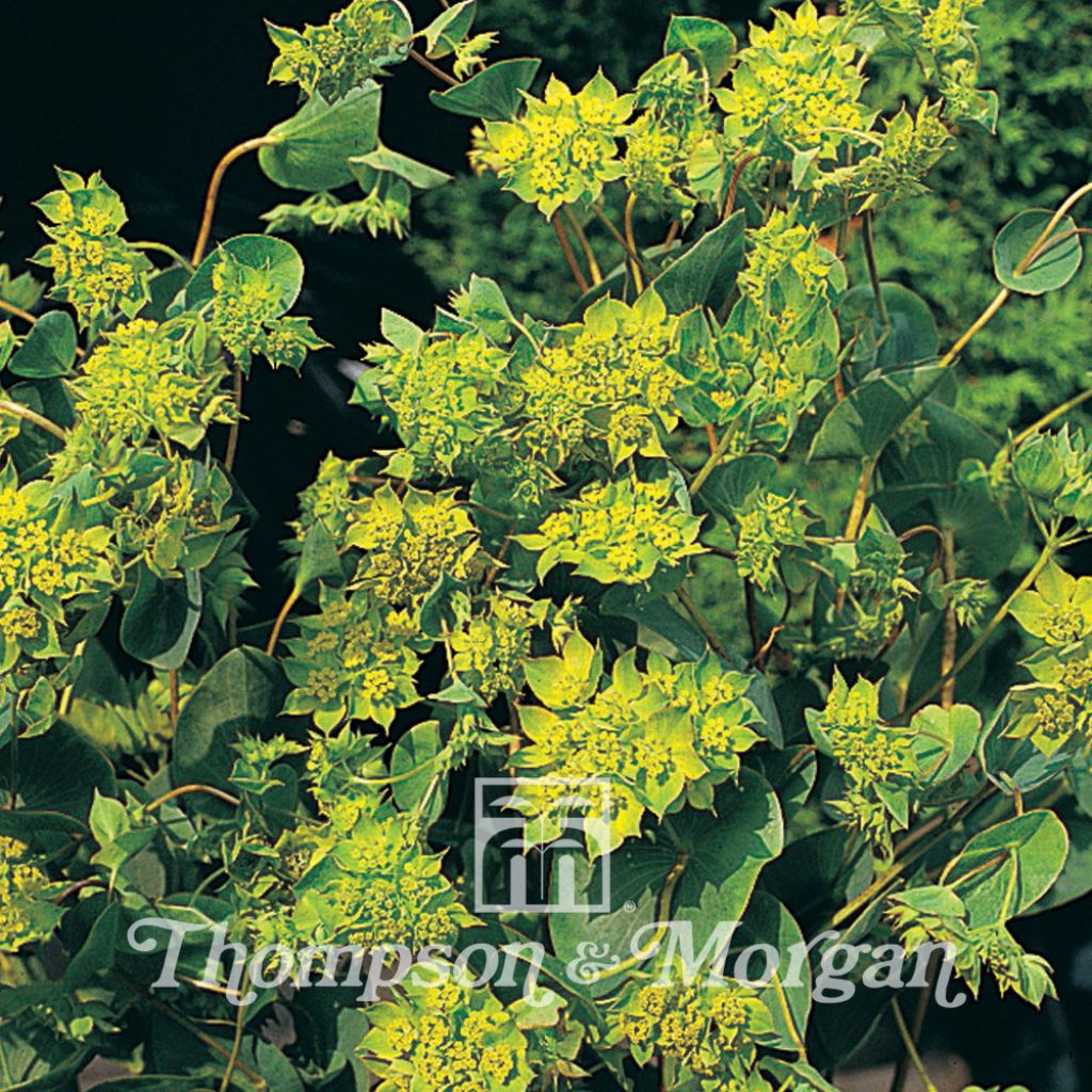 Graines de Bupleurum rotundifolium Green Gold