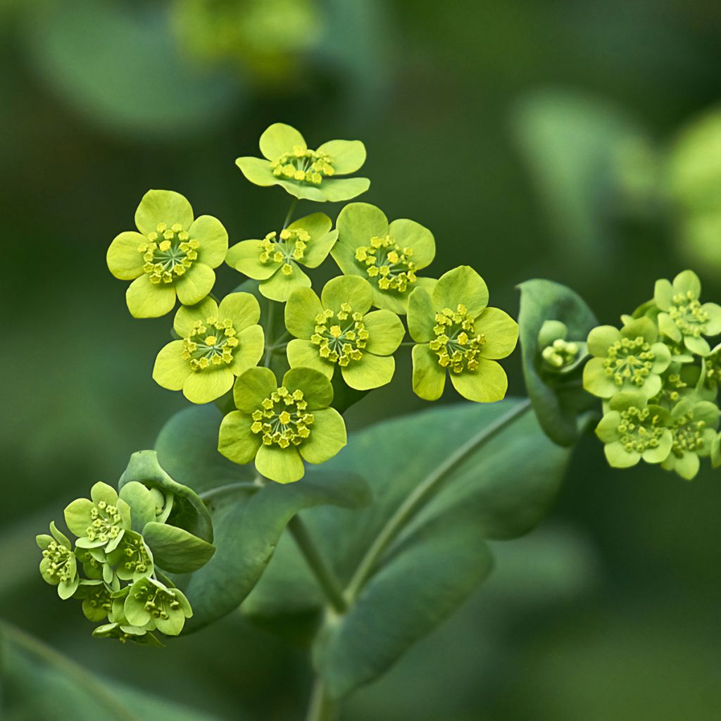 Bupleurum falcatum - Buplèvre en faux