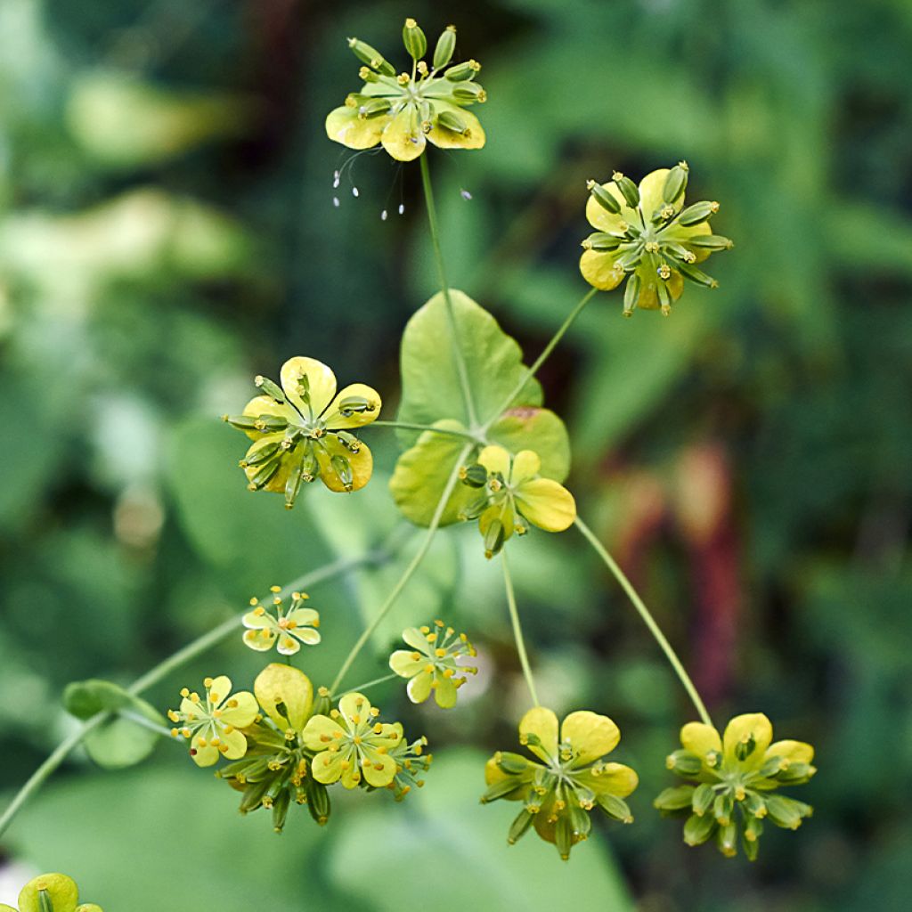 Bupleurum falcatum - Sichel-Hasenohr