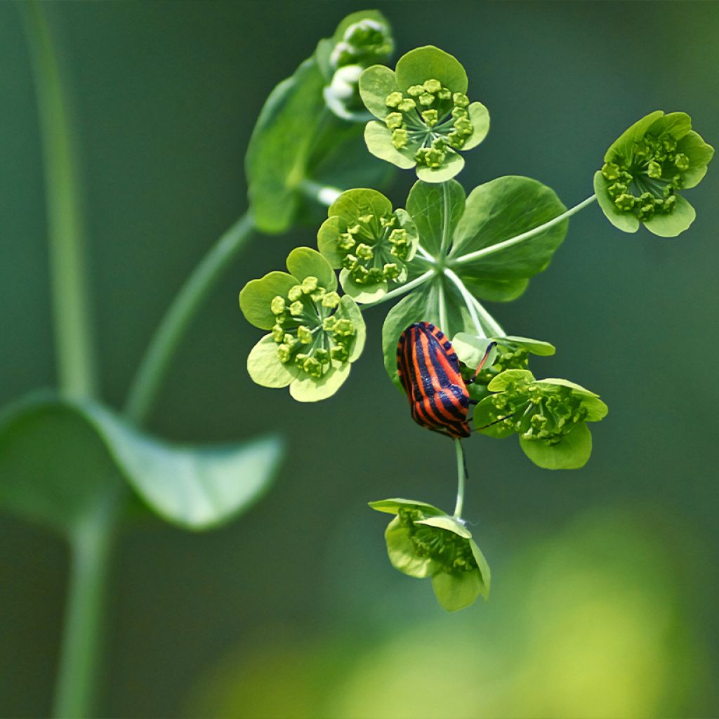 Bupleurum falcatum - Sichel-Hasenohr