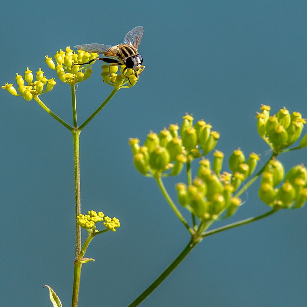 Bupleurum falcatum - Sichel-Hasenohr