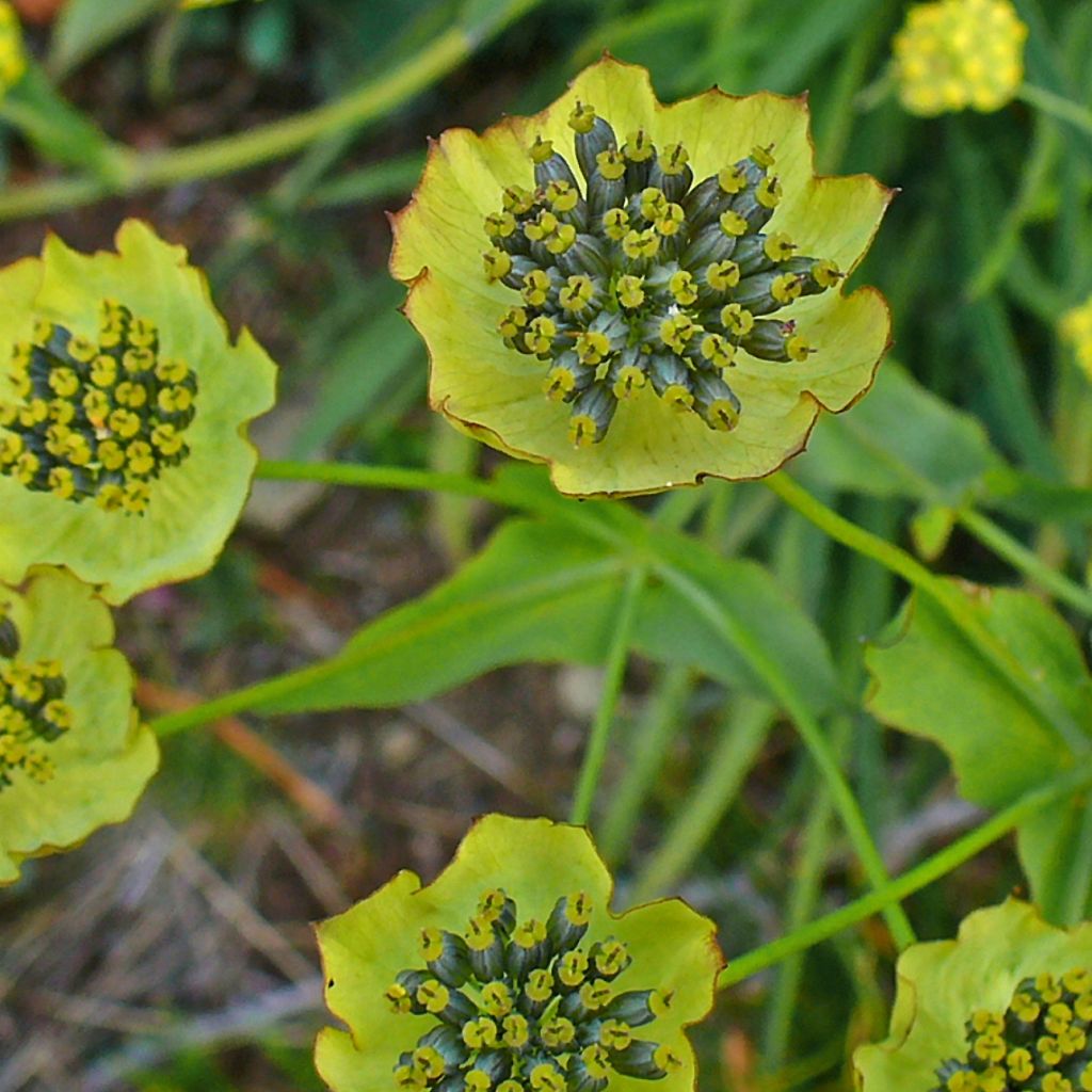 Bupleurum ranunculoïdes - Hahnenfuß