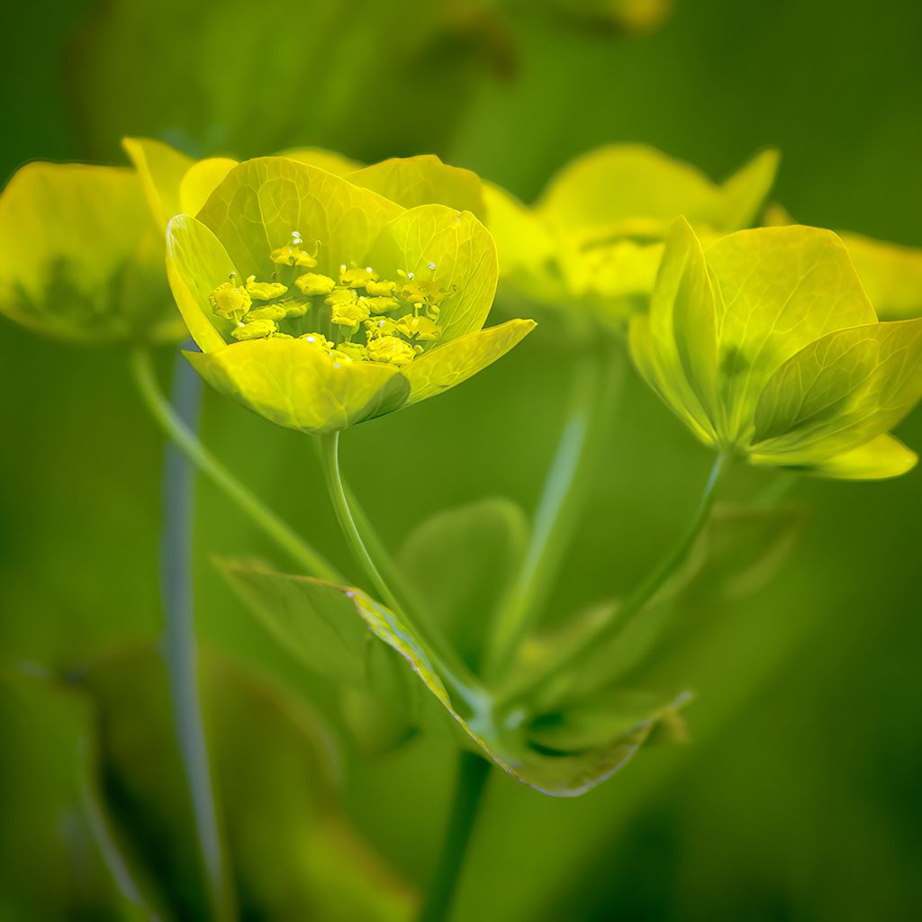 Bupleurum longifolium Aureum - Wald-Hasenohr