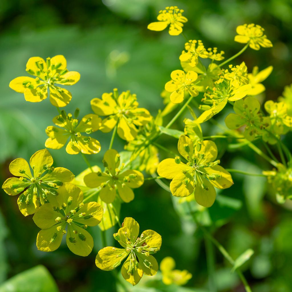 Bupleurum longifolium Aureum - Wald-Hasenohr