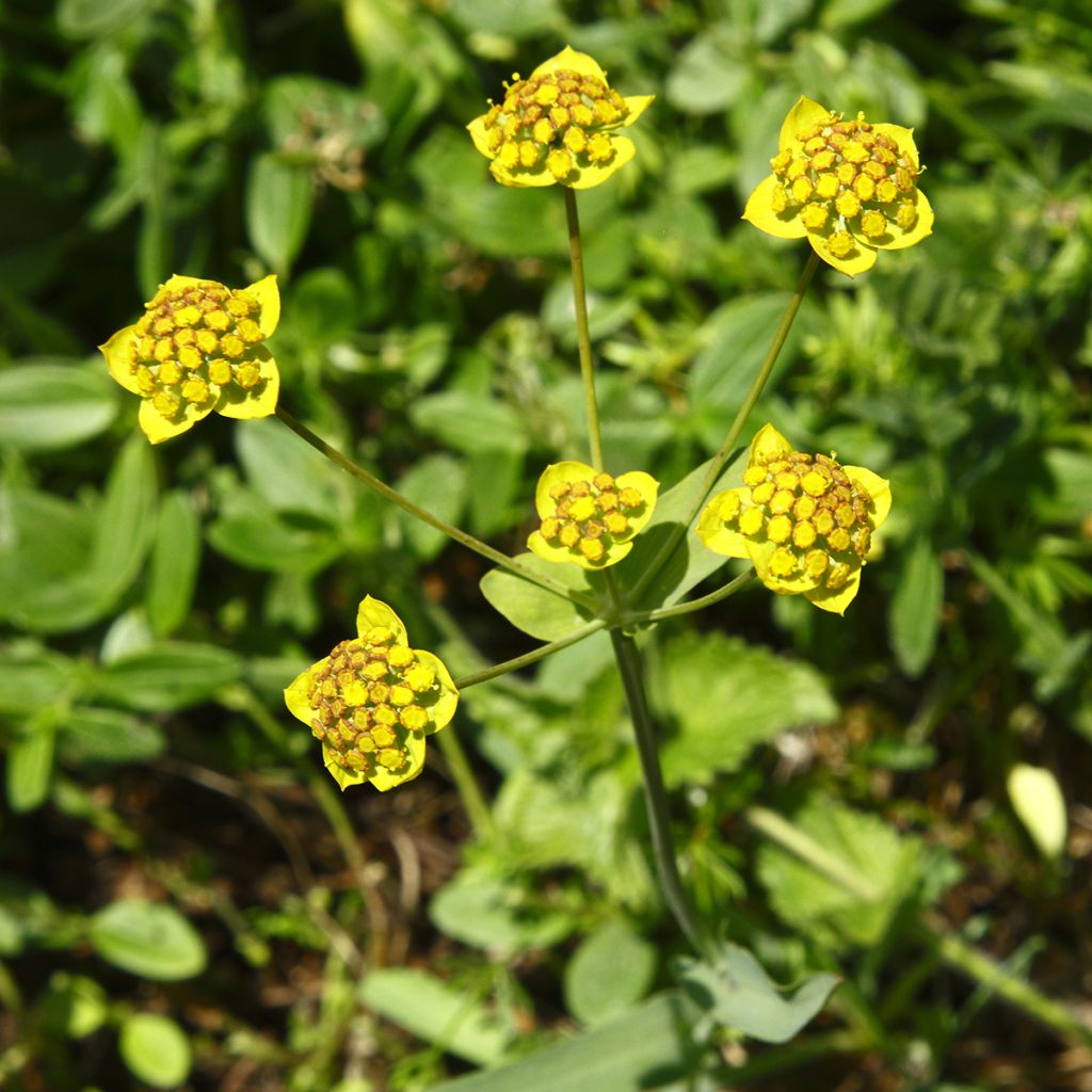 Bupleurum ranunculoïdes - Hahnenfuß