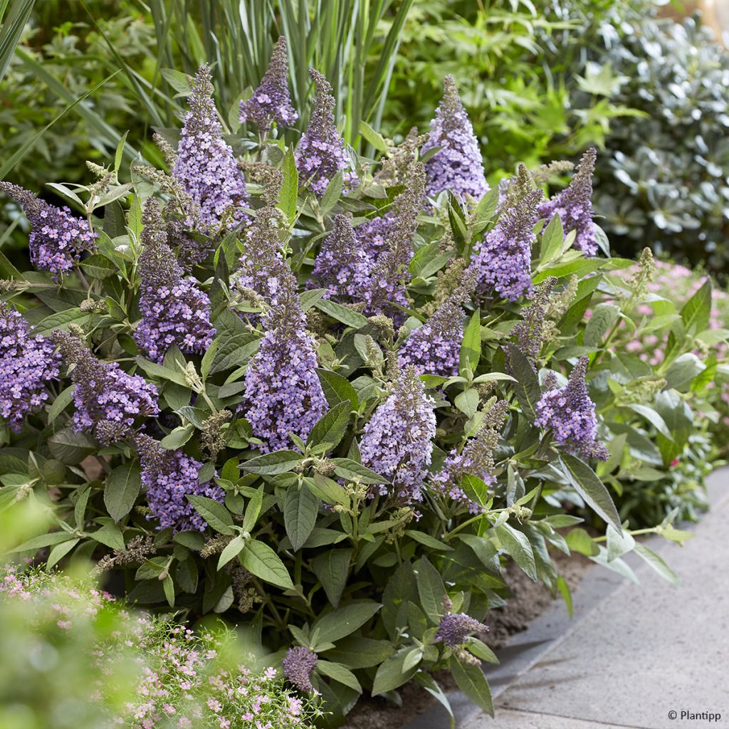 Buddleja davidii Butterfly Candy Lila Sweetheart - Sommerflieder