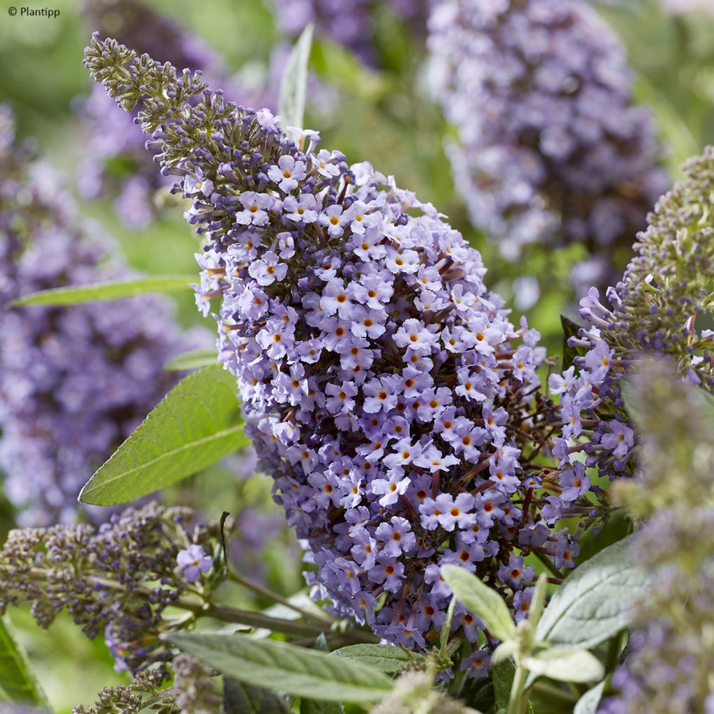 Buddleja davidii Butterfly Candy Lila Sweetheart - Sommerflieder